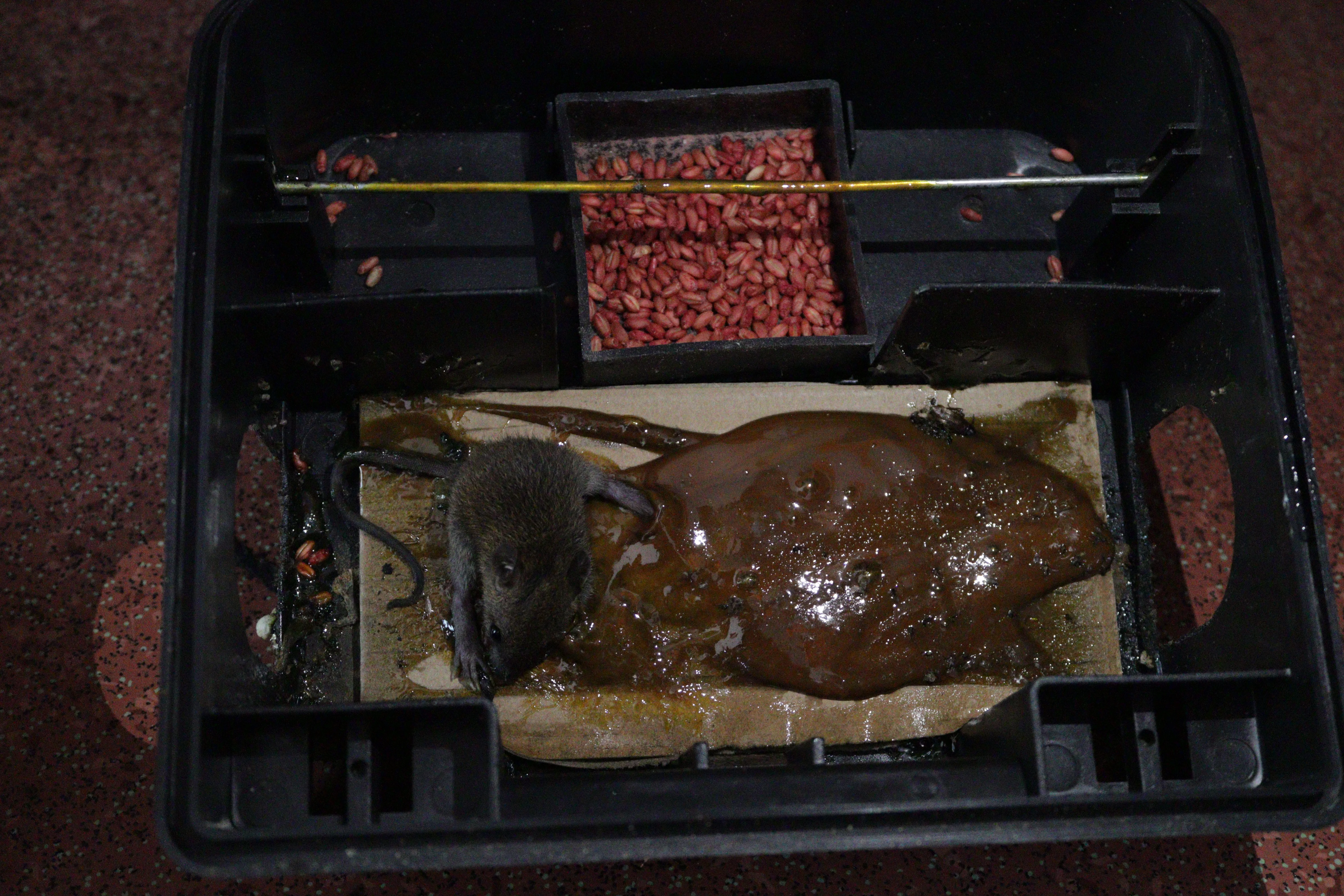 Pemasangan TRSBS
